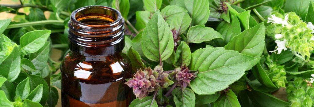 huile essentielle de basilic tropical pour les cheveux