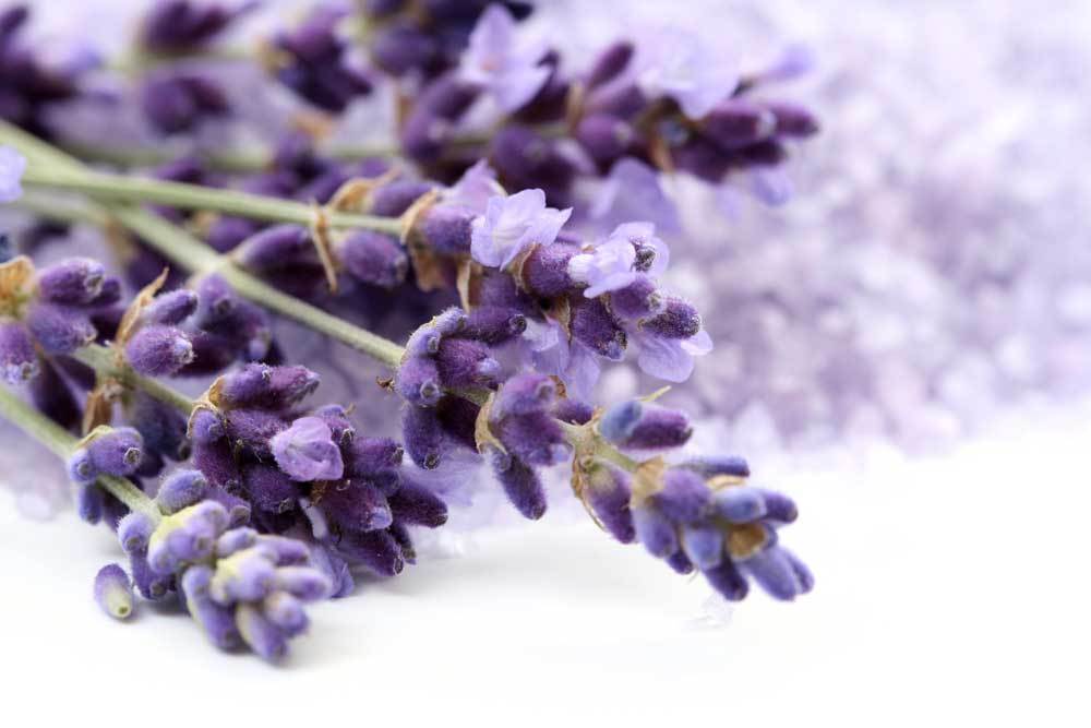 Fine Lavender essential oil - Hairborist