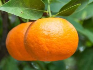 huiles essentielles aux mandarine