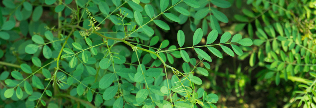 Indigo plante pour cheveux : la poudre d’indigo est issu d’un arbuste d’Asie.
